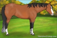 Horse Color:Bay Splash 