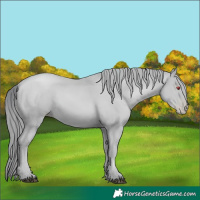 Horse Color:Black Chinchilla Pearl  Brindle
