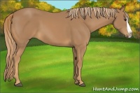 Horse Color:Chestnut Splash 