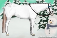 Horse Color:Brown Appaloosa 