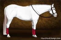 Horse Color:Brown Appaloosa 