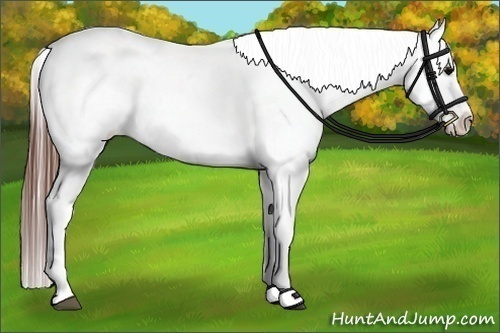 Horse Color:Brown Appaloosa