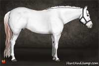 Horse Color:Brown Appaloosa 