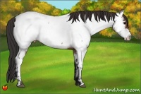Horse Color:Brown Roan Appaloosa