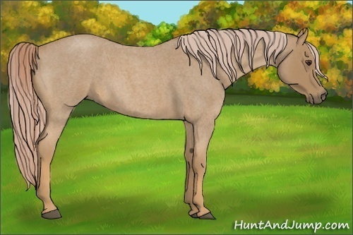 Horse Color:Unknown 