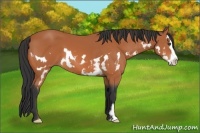 Horse Color:Bay Splash Frame