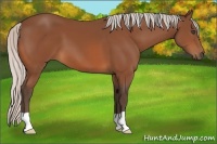 Horse Color:Silver Bay