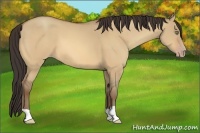 Horse Color:Amber Champagne Dun