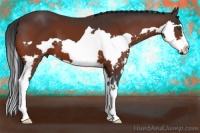 Horse Color:Bay Splash Frame 