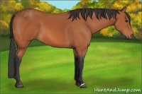 Horse Color:Bay 