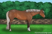 Horse Color:Silver Bay Sabino 