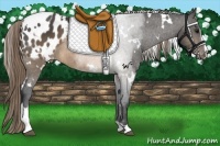Horse Color:White Spotted Buckskin Sabino Blanket 