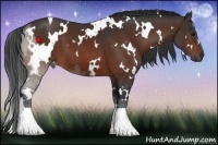 Horse Color:White Spotted Bay 