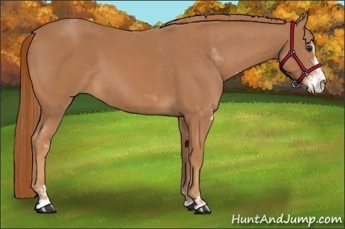 Horse Color:Chestnut Sabino