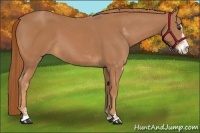Horse Color:Chestnut Sabino 
