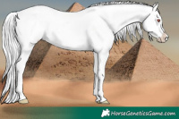 Horse Color:Silver Blue Chinchilla Roan Splash Appaloosa 