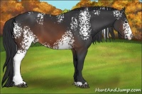Horse Color:White Spotted Brown 