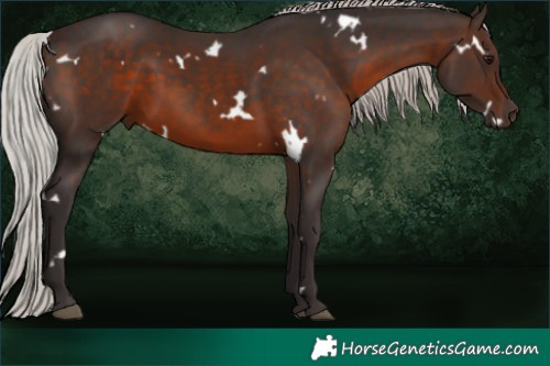 Horse Color:White Spotted Silver Brown 
