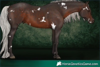 Horse Color:White Spotted Silver Brown