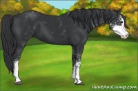 Horse Color:Black Sabino