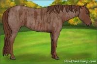 Horse Color:Red Roan Brindle