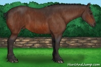 Horse Color:Bay  Brindle