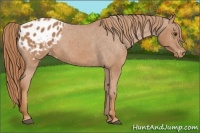 Horse Color:Chestnut Appaloosa 
