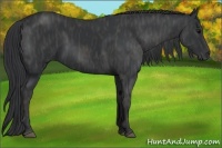 Horse Color:Black  Brindle