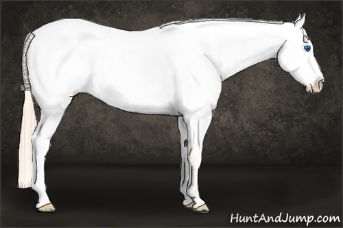 Horse Color:Gold Champagne Roan Dun Splash Tobiano Frame Blanket Rabicano 