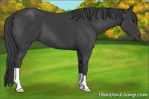 Horse Color:Smoky Black