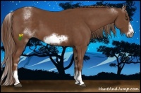 Horse Color:White Spotted Chestnut Sabino Frame 