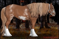 Horse Color:White Spotted Chestnut Sabino Frame 