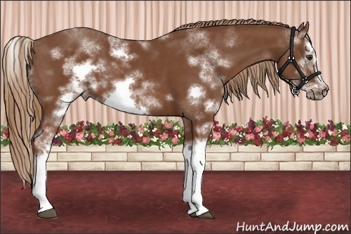 Horse Color:Chestnut Sabino Frame