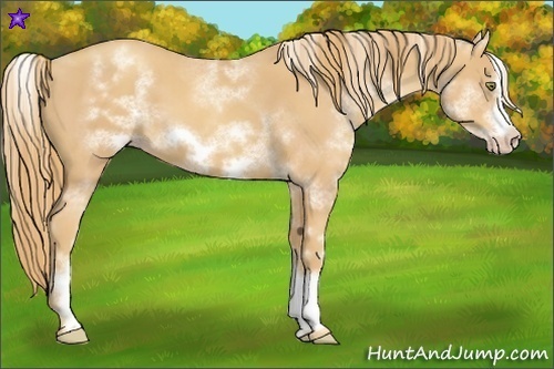 Horse Color:White Spotted Gold Champagne Sabino Frame