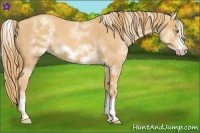 Horse Color:White Spotted Gold Champagne Sabino Frame 