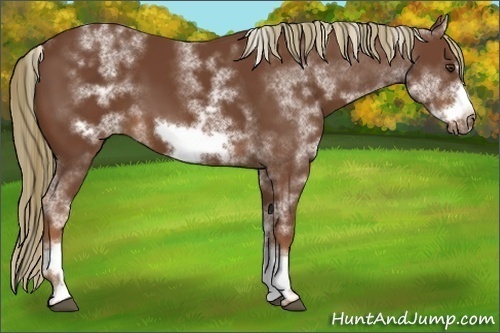 Horse Color:White Spotted Chestnut Sabino Frame 