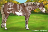 Horse Color:White Spotted Chestnut Sabino Frame