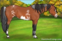 Horse Color:White Spotted Bay Sabino Frame