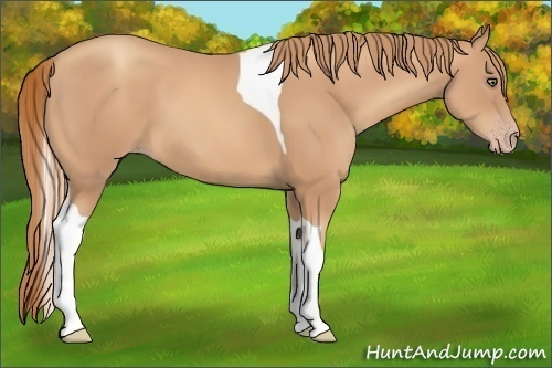 Horse Color:Gold Champagne Tobiano