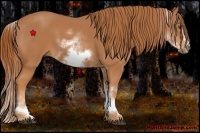Horse Color:White Spotted Chestnut Sabino Frame