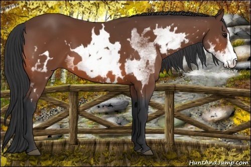 Horse Color:White Spotted Bay Sabino Frame 