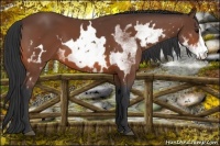 Horse Color:White Spotted Bay Sabino Frame 