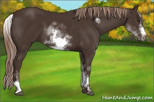 Horse Color:White Spotted Liver Chestnut Sabino Frame 