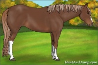 Horse Color:Chestnut 