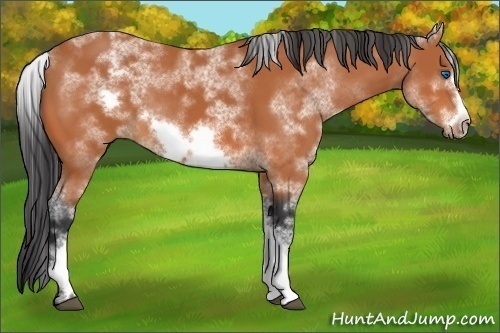 Horse Color:White Spotted Bay Sabino Frame 
