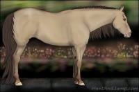 Horse Color:Classic Champagne Dun 