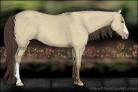 Horse Color:Classic Champagne Dun 