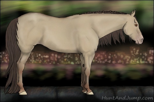 Horse Color:Classic Champagne Dun 