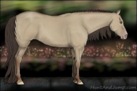 Horse Color:Classic Champagne Dun 