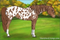 Horse Color:Chestnut Appaloosa